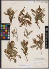 Foto von Salix candida Flüggé ex Willd. x Salix petiolaris Sm.